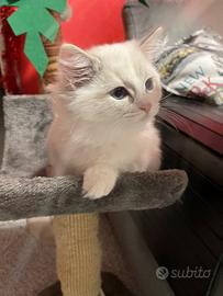 Ragdoll cuccioli