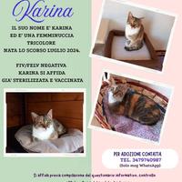 Karina, splendida micia in adozione