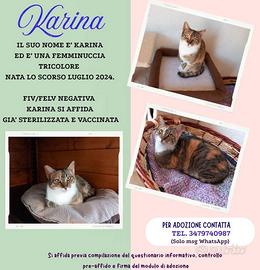 Karina, splendida micia in adozione