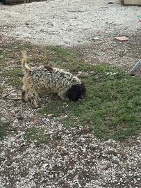 Lagotto romagnolo con pedigree