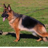 Cucciolo di pastore tedesco