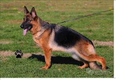 Cucciolo di pastore tedesco