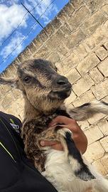 Capretta tibetana femmina