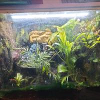 terrario con rana milk