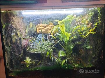 terrario con rana milk