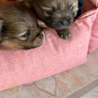 Cuccioli di Pomerania spitz toy