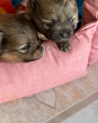 Cuccioli di Pomerania spitz toy