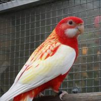Pappagallo Rossela Rubino