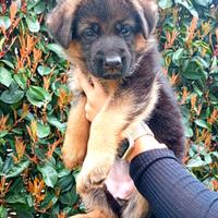 Pastore tedesco cuccioli con pedigree