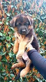 Pastore tedesco cuccioli con pedigree