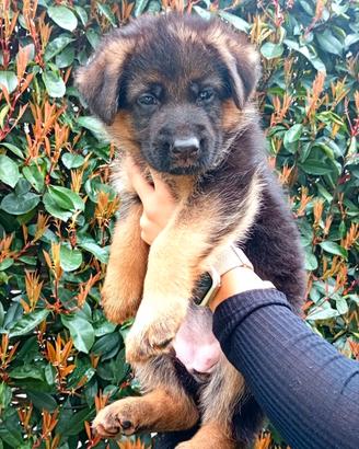 Pastore tedesco cuccioli con pedigree