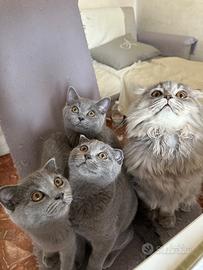 Scottish fold e Scottish Straight