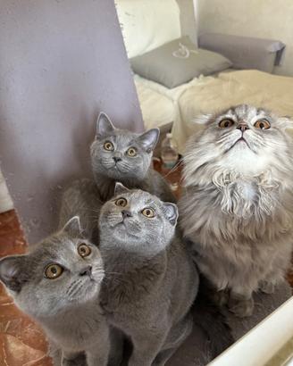 Scottish fold e Scottish Straight