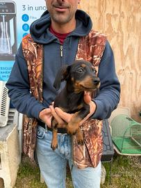 Cucciola di Bassotto Nano