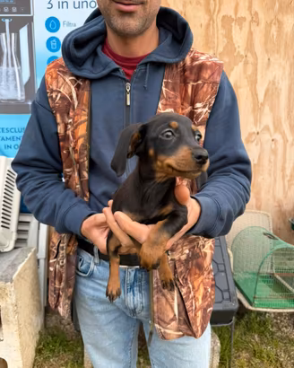 Cucciola di Bassotto Nano