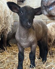 Agnelli pecora Suffolk