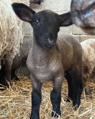 Agnelli pecora Suffolk