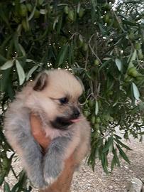 Spitz di Pomerania