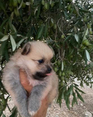Spitz di Pomerania