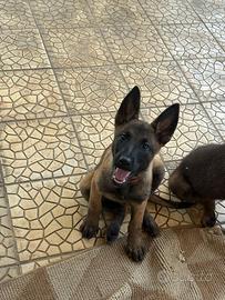 Pastore belga malinois