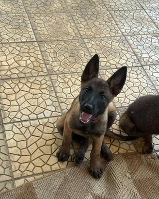 Pastore belga malinois