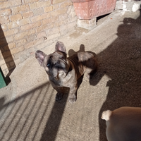 Bulldog Francese