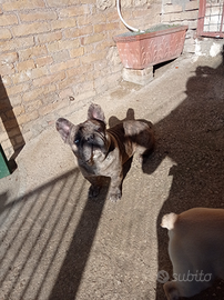 Bulldog Francese