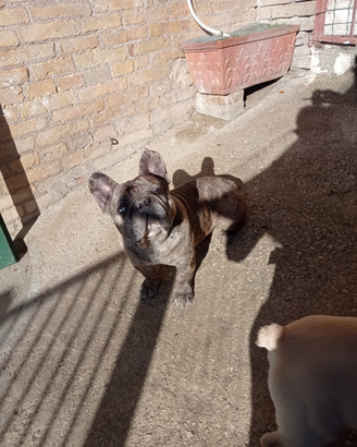 Bulldog Francese