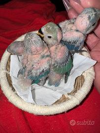 Pulli di Inseparabili