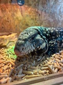 Tegu argentino