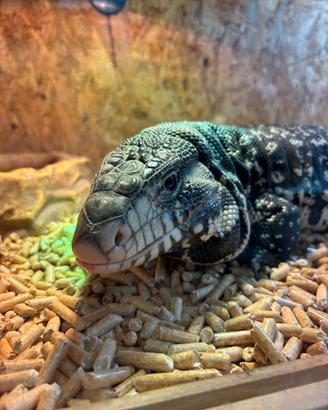Tegu argentino