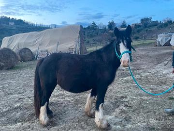 Cavalla Gypsy Vanner