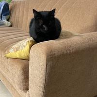 Gatto che si fa di erba