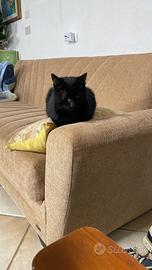 Gatto che si fa di erba