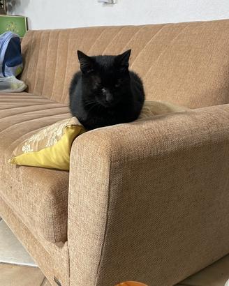 Gatto che si fa di erba