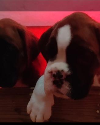 Cuccioli di boxer