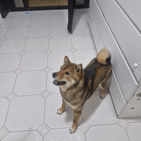 Shiba inu colore Sesamo scuro per Monta