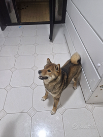 Shiba inu colore Sesamo scuro per Monta