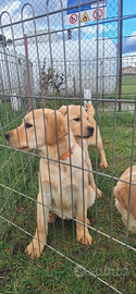 Labrador 5 mesi