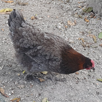 Gallina Marans blu ramato