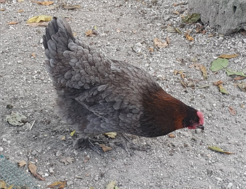 Gallina Marans blu ramato