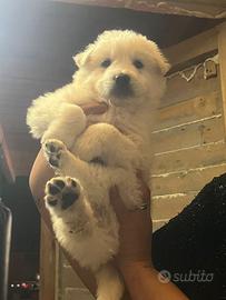 Cuccioli pastore maremmano abruzzese giganti