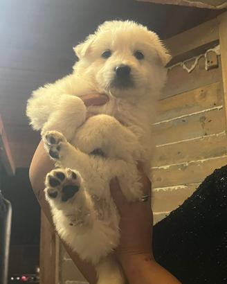 Cuccioli pastore maremmano abruzzese giganti