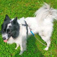 Border Collie incrocio - affettuoso- 5 anni