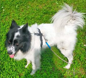 Border Collie incrocio - affettuoso- 5 anni