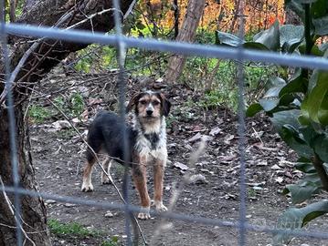 Cane da caccia al cinghiale