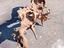 Immagine 4