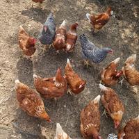Galline ovaiole