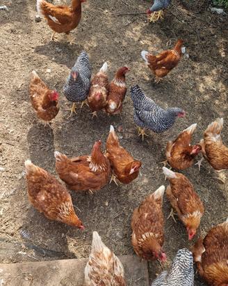 Galline ovaiole