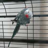 Parrocchetto dal collare pezzata